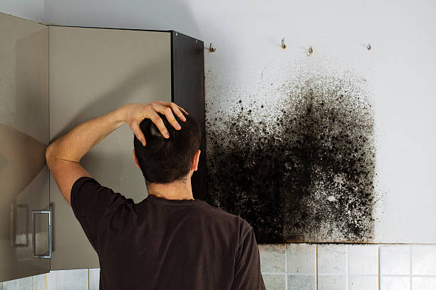 Professional Mold Remediation in Viera West, FL